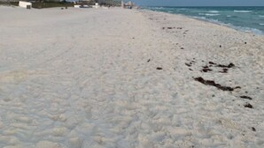 A beach with a large hotel building and a smaller structure in the background. - Beach Front Condo-Amazing Ocean Views-Direct Access- Two Awesome Pools/Hot Tubs (Panama City)