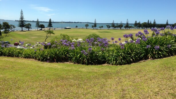 A golf course with a view of the sea, surrounded by trees and purple flowers. - By The Harbour (Tauranga)