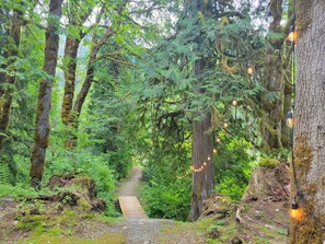 Walk through the serene forest along a winding path lined with tall trees and lush undergrowth.