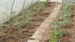 A greenhouse with rows of tomato plants, a clear path, and a hose on the ground. - Eldehof, Oldag family (Wredenhagen)