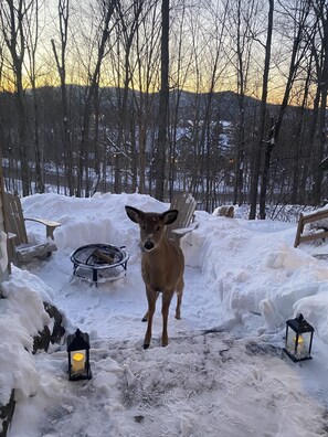 Property grounds - Cozy Condo in the Heart of Mont Tremblant Resort                (Mont-Tremblant)