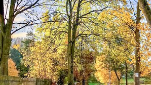 Un sentier bordé d’arbres aux feuilles d’automne aux couleurs flamboyantes.