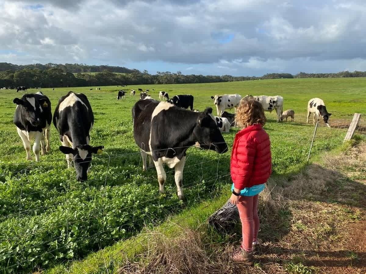 Una persona de pie en un campo cubierto de hierba, con vacas al fondo.