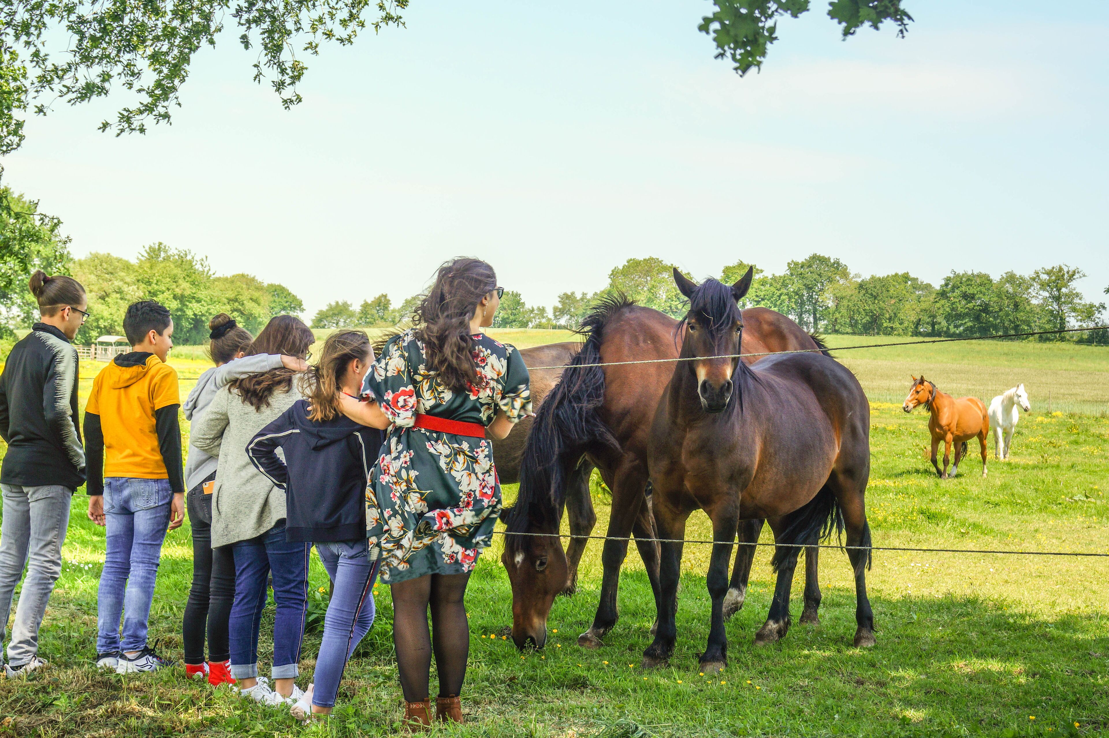 Un groupe de personnes se tient près d’une clôture, dans un champ verdoyant où se trouvent des chevaux.