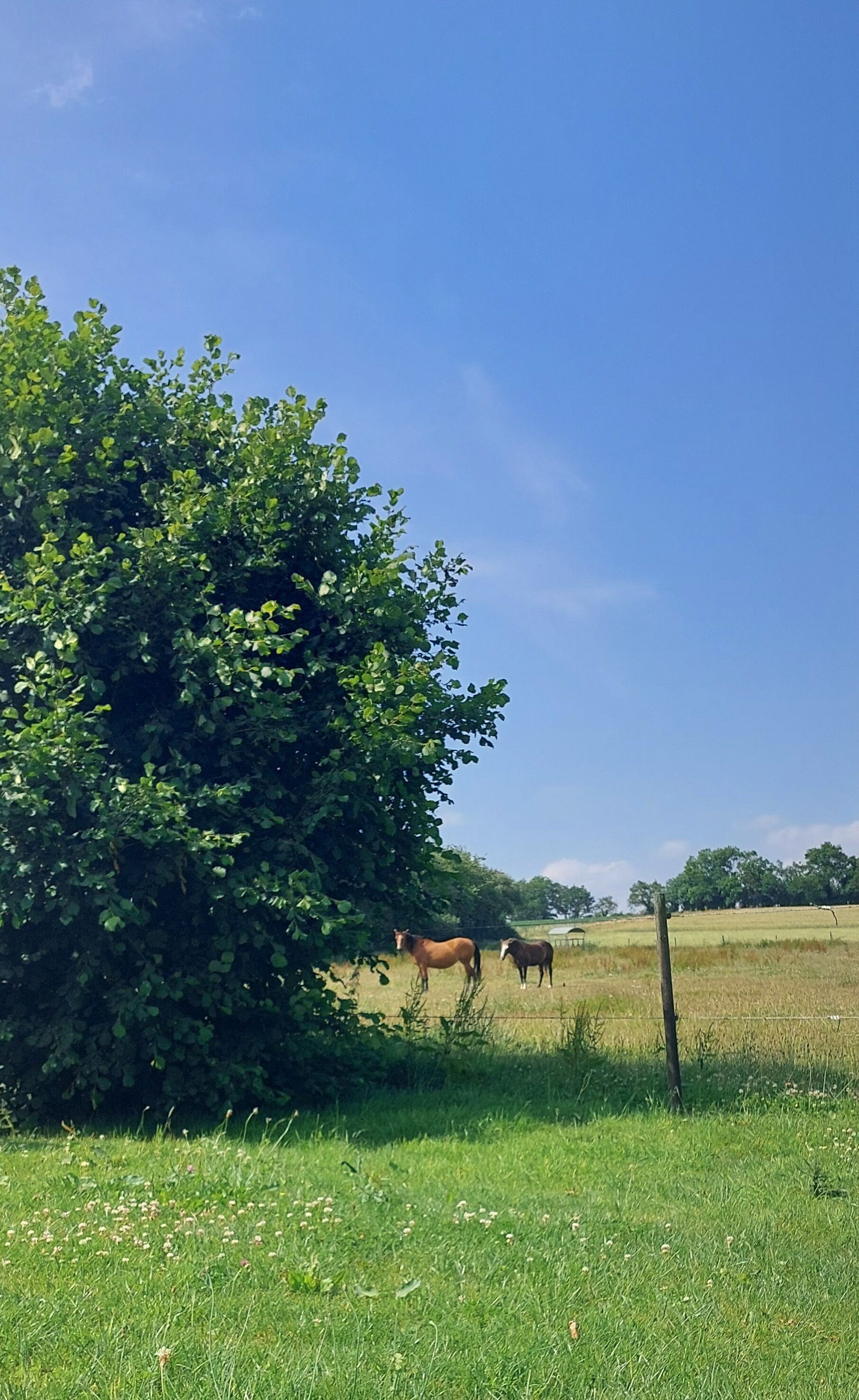 Een grasveld met twee paarden en een grote boom.