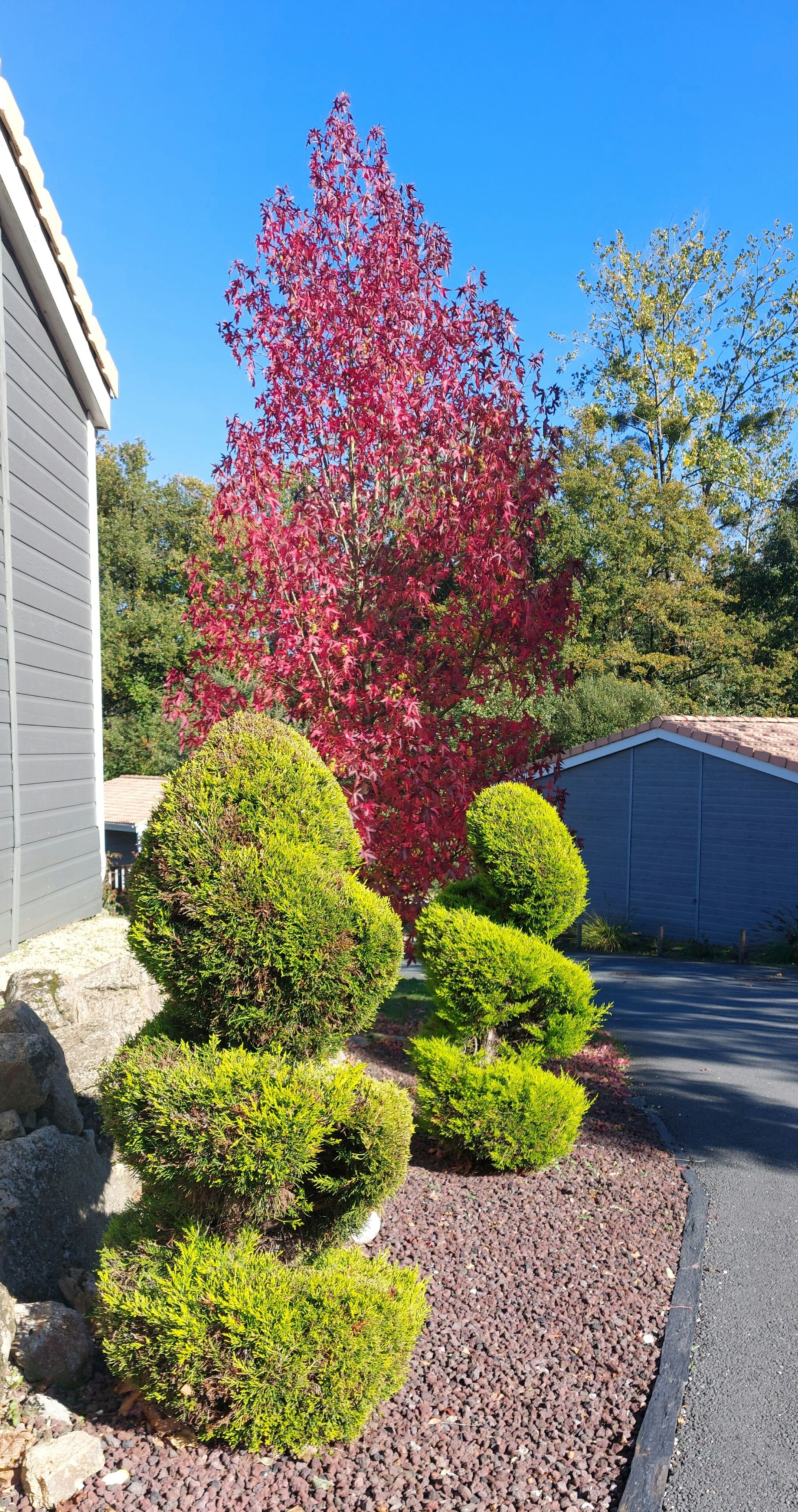 A landscaped garden with a red-leafed tree and neatly trimmed bushes.