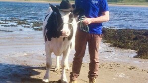 A person standing on a beach with a cow. - The Cuddly Cow Cosy Barn Studio Campview Farm Stay (Ballyshannon)