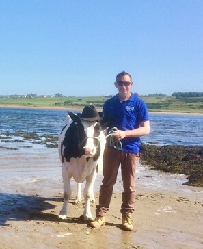 Studio | Beach - The Cuddly Cow Cosy Barn Studio Campview Farm Stay (Ballyshannon)