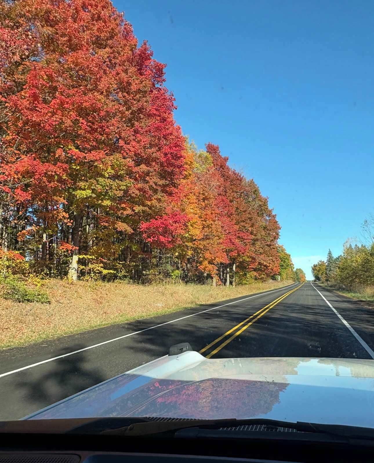 Une route bordée d’arbres aux feuilles d’automne.