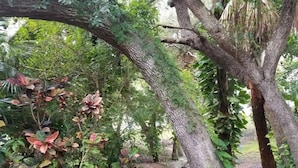 A lush garden with mature trees and dense foliage. - New Smyrna Beach Townhouse/flagler Ave/beach/walk Everywhere and Pet Friendly! (New Smyrna Beach)