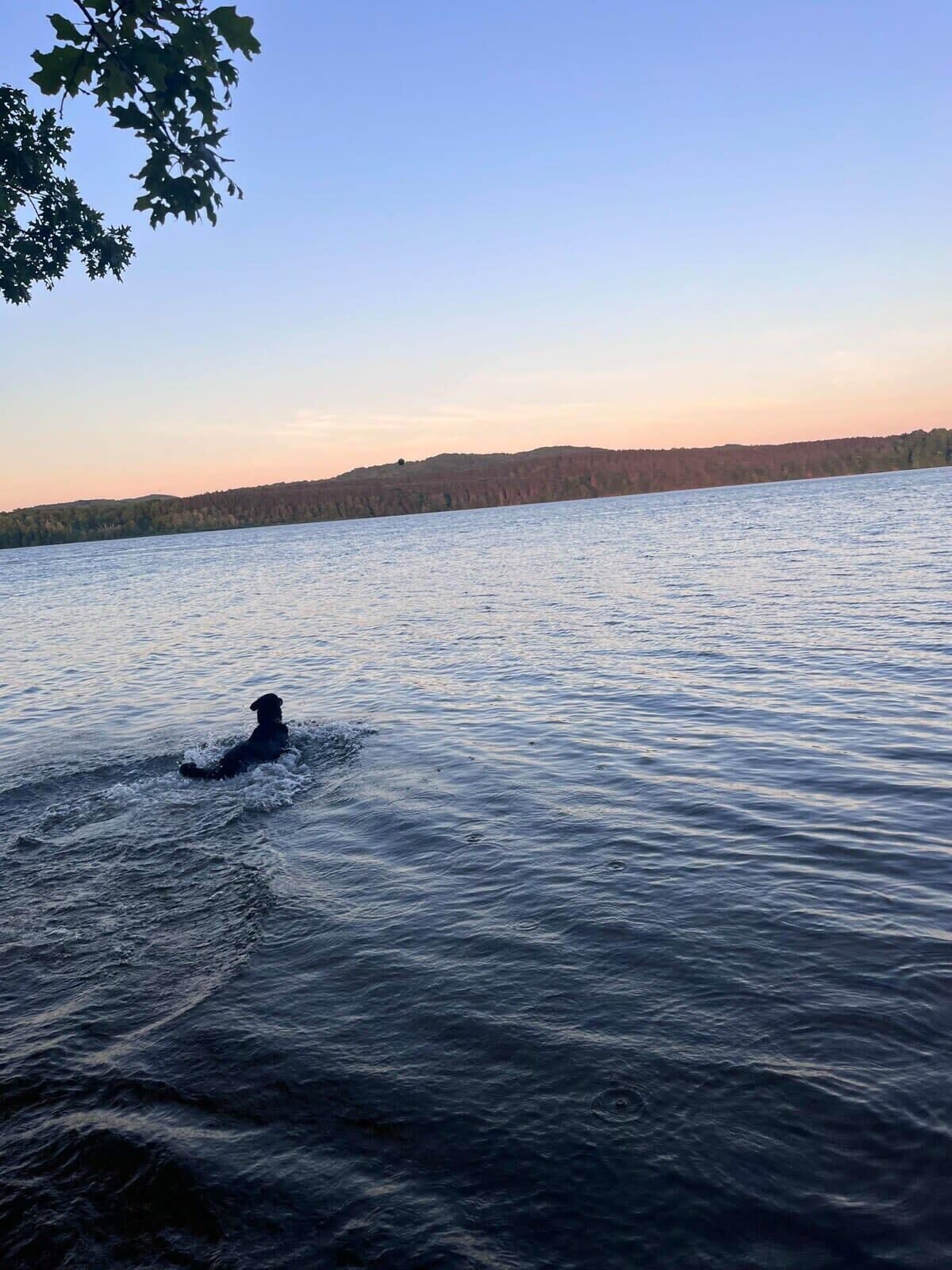 A dog swimming in a large body of water with a forested shoreline in the background.