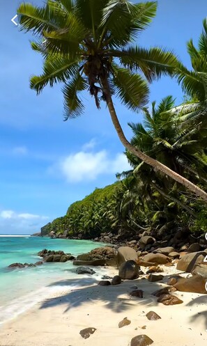 Una playa con agua turquesa cristalina, una palmera y una costa rocosa.