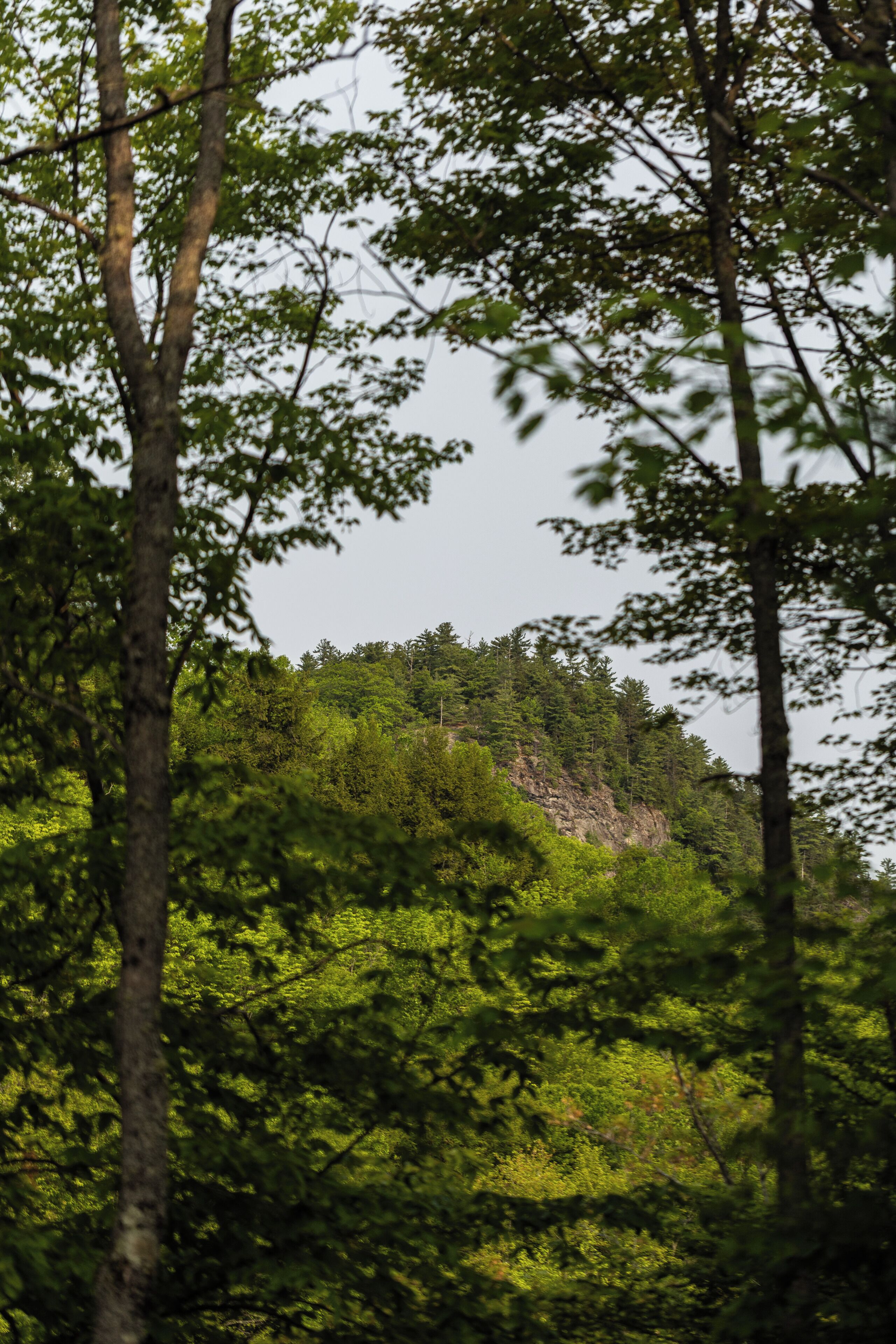 Ein bewaldetes Gebiet mit dichtem Grün und einem felsigen Hügel im Hintergrund.
