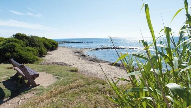 Una playa con un banco de madera, vegetación y vista al océano.