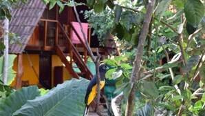 A bird perched on a branch in front of a wooden house with a red roof. - Welcome to my paradise! Cabina 2 (Puntarenas Province)
