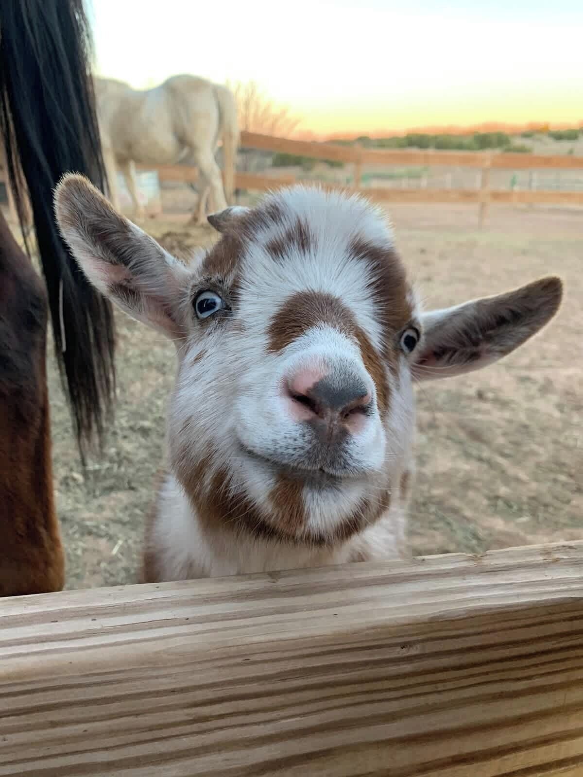 A close-up of a goat's face peering over a wooden fence.