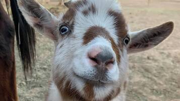 A close-up of a goat's face peering over a wooden fence.