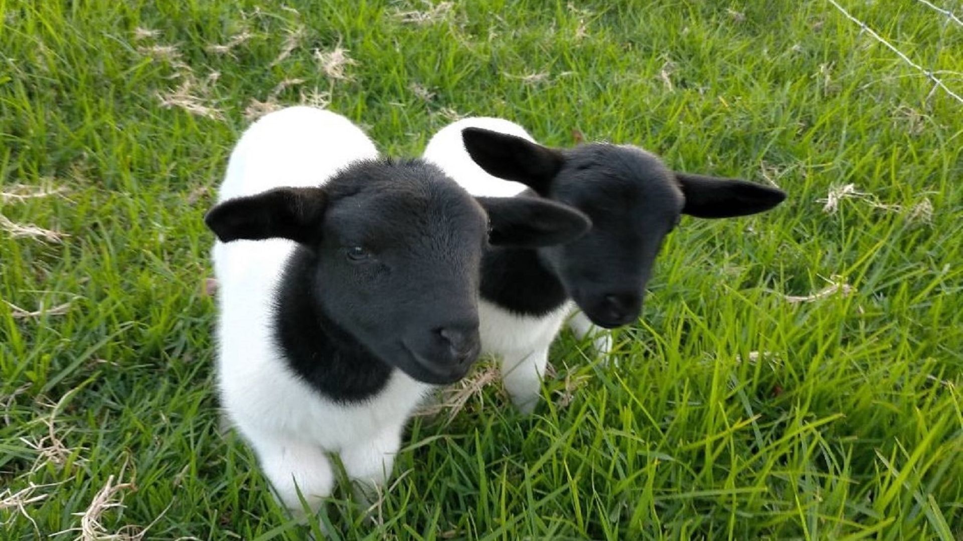 Dos ovejas blanco y negras en un campo de hierba.