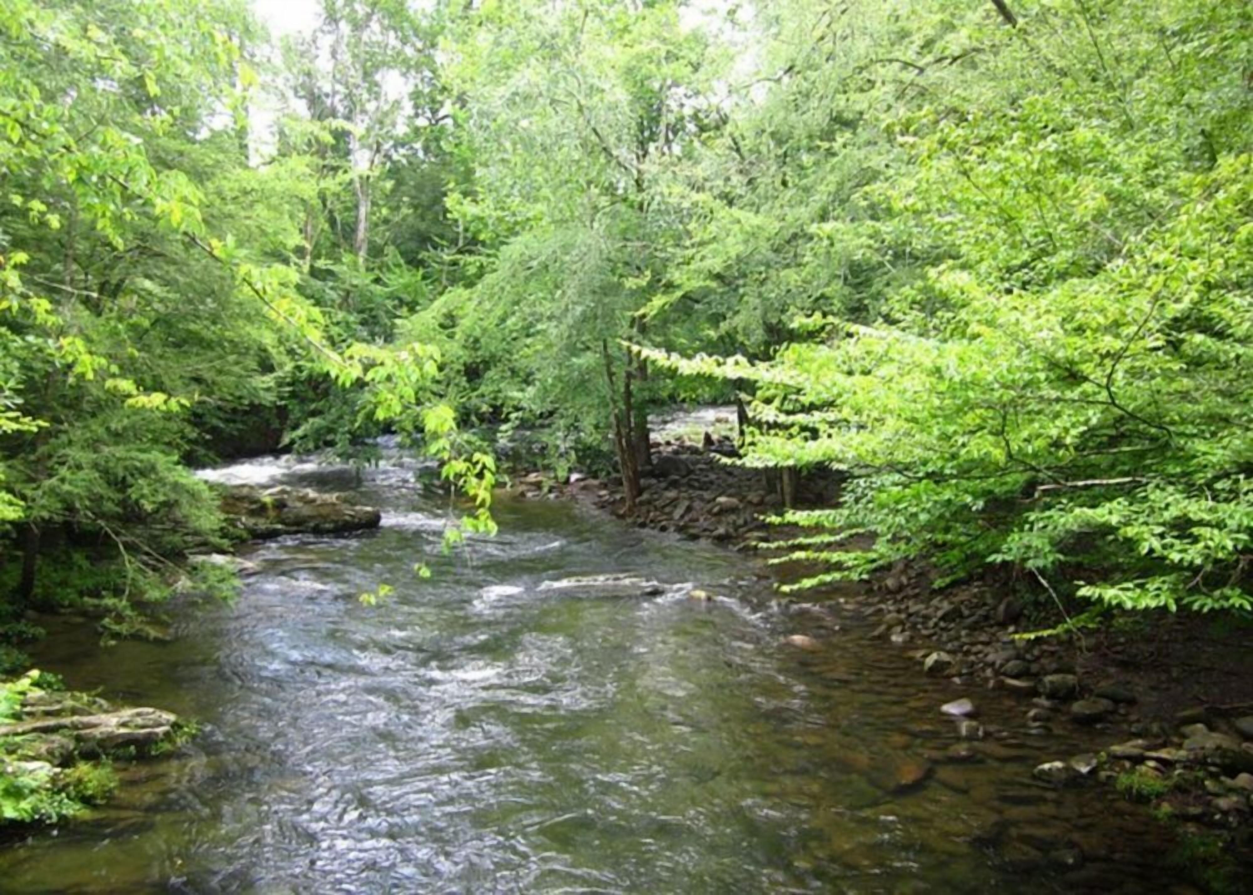 A forest stream with dense greenery and a stone wall.