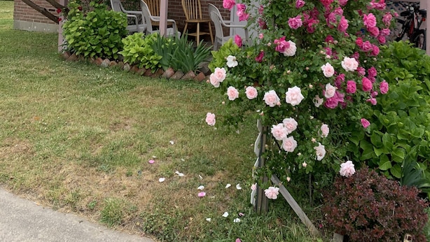 Een gebouw met twee verdiepingen, met een bord waarop 'ELIS Apartments te huur' staat en een telefoonnummer. Er staan stoelen buiten en een grote struik met roze bloemen.