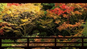 Una habitación japonesa tradicional con suelo de tatami, una mesa de madera baja y vistas a follaje otoñal a través de un shoji.