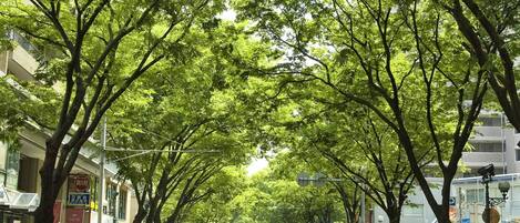 A tree-lined street with buildings on both sides.