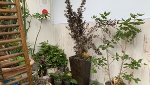 A small indoor garden with various potted plants and a wooden ladder. - suzuki6 (Tokyo)