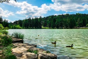 A calm lake with ducks swimming, surrounded by a forest and a rocky shoreline. - Family Friendly Krasevec Lodge (Bloke)