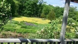 Un jardín exuberante con diversas plantas y un macizo de flores amarillas.