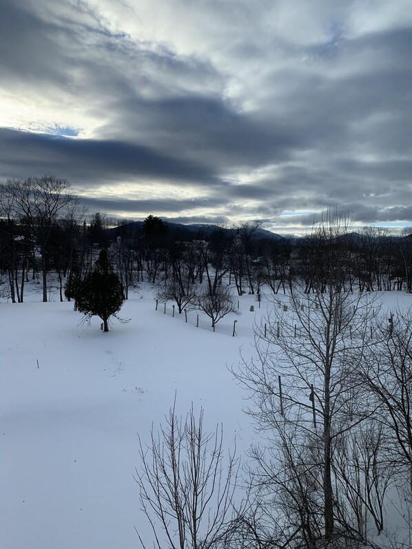 A snowy landscape with bare trees and a fence.