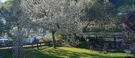 Un jardín con un gran árbol florecido, una cerca de madera y un barril de metal.