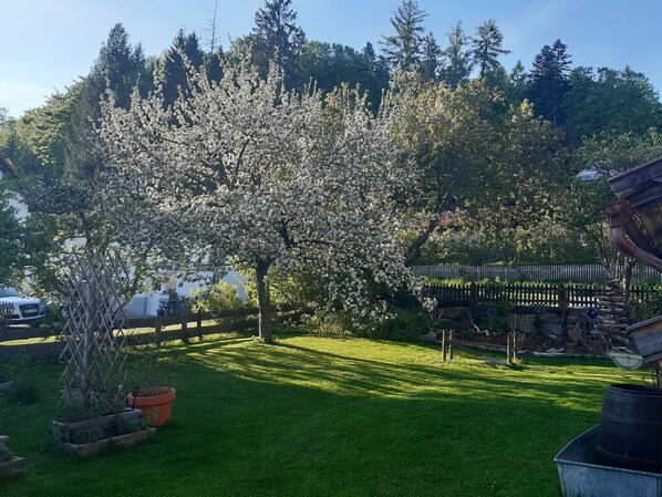 A garden with a large flowering tree, a wooden fence, and a metal barrel.