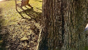 A tree with a carved face, a wooden bench, and a body of water in the background. - A3 Pet friendly, 1 BR, 1 BA, with tile floors Ask about long term rates (St. Simons Island)