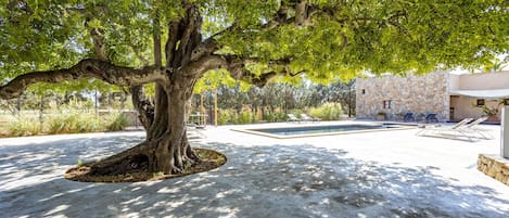 Un árbol con un dosel frondoso, un edificio de piedra y una piscina.