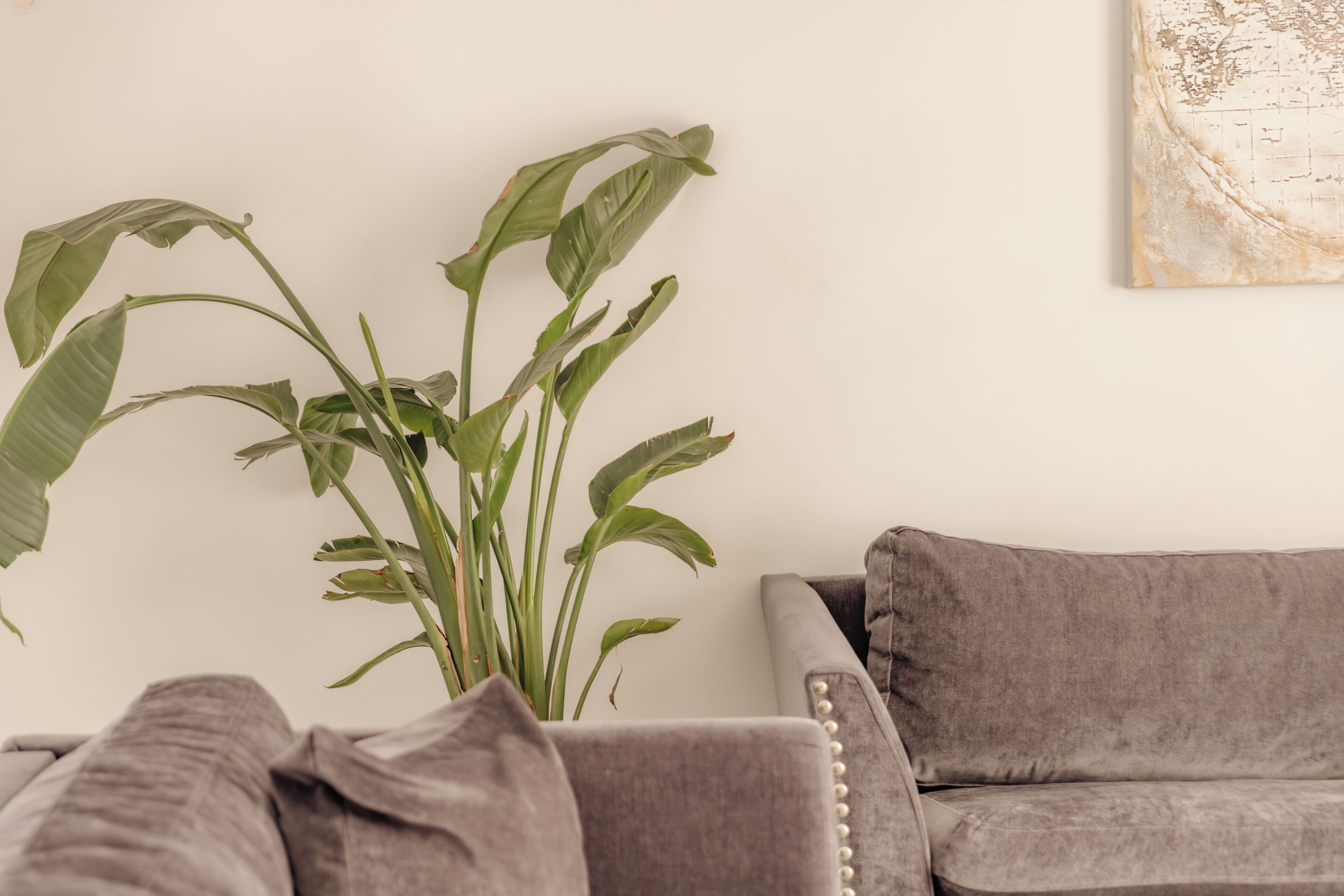 A living room with a grey sofa, a large green plant, and a textured wall art piece.