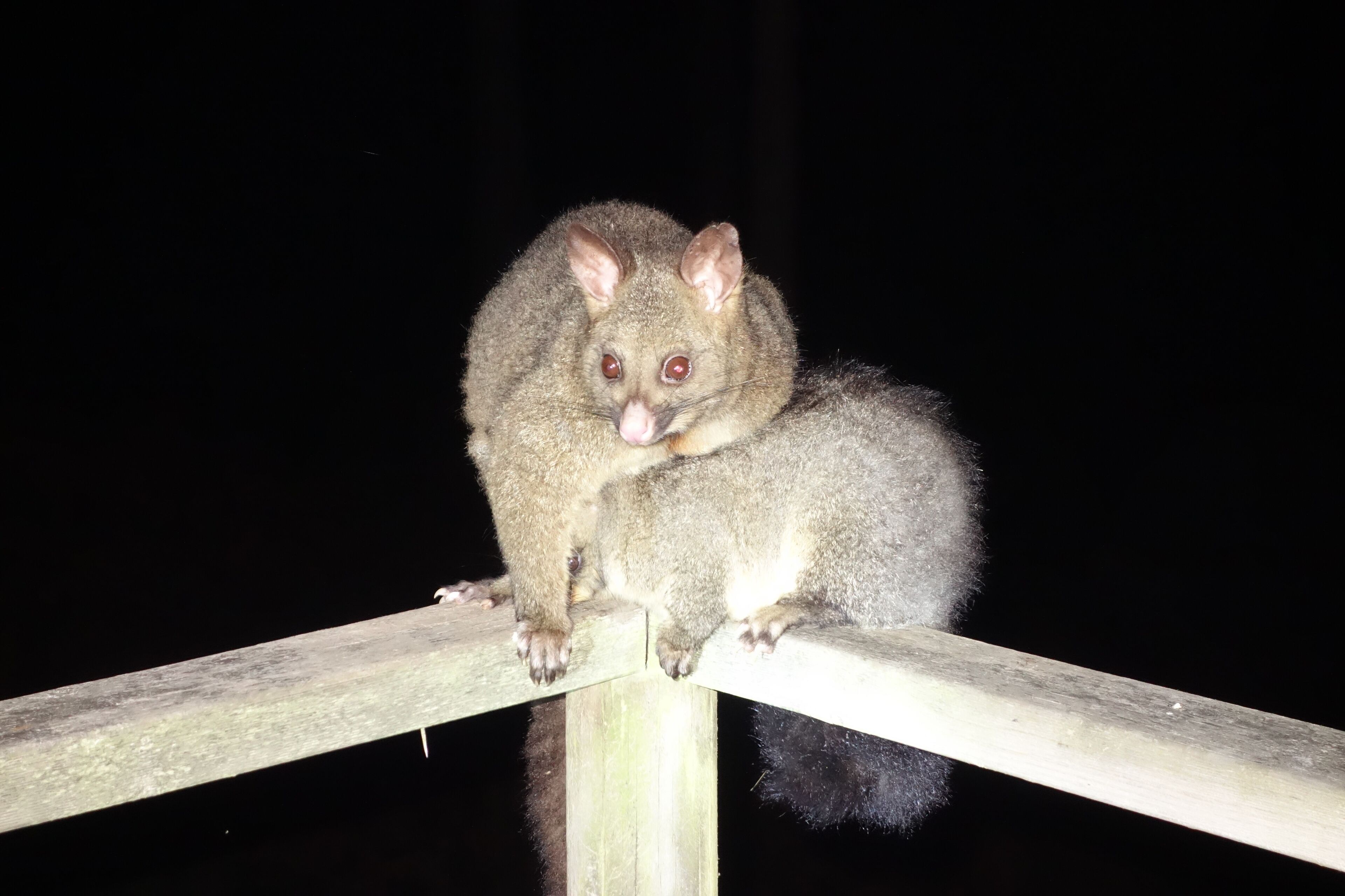 Black Bluff View Retreat - a large comfortable 5 bedroom house on 40 hectares. — image 4