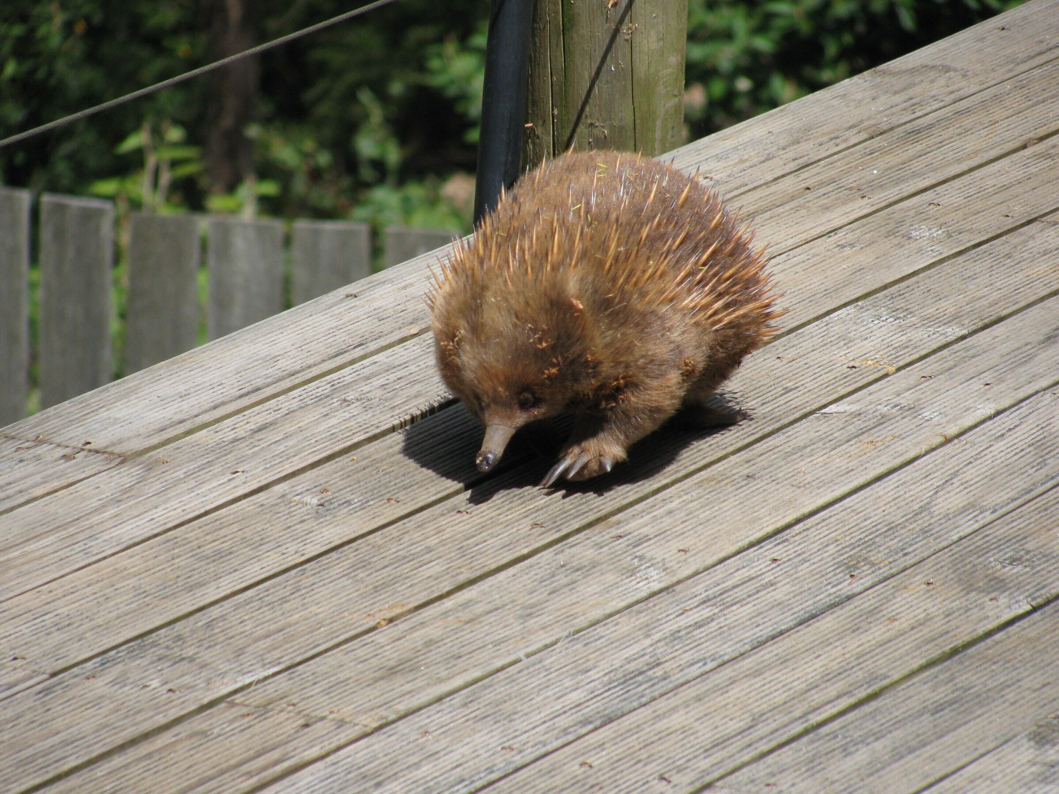 Black Bluff View Retreat - a large comfortable 5 bedroom house on 40 hectares. — image 24
