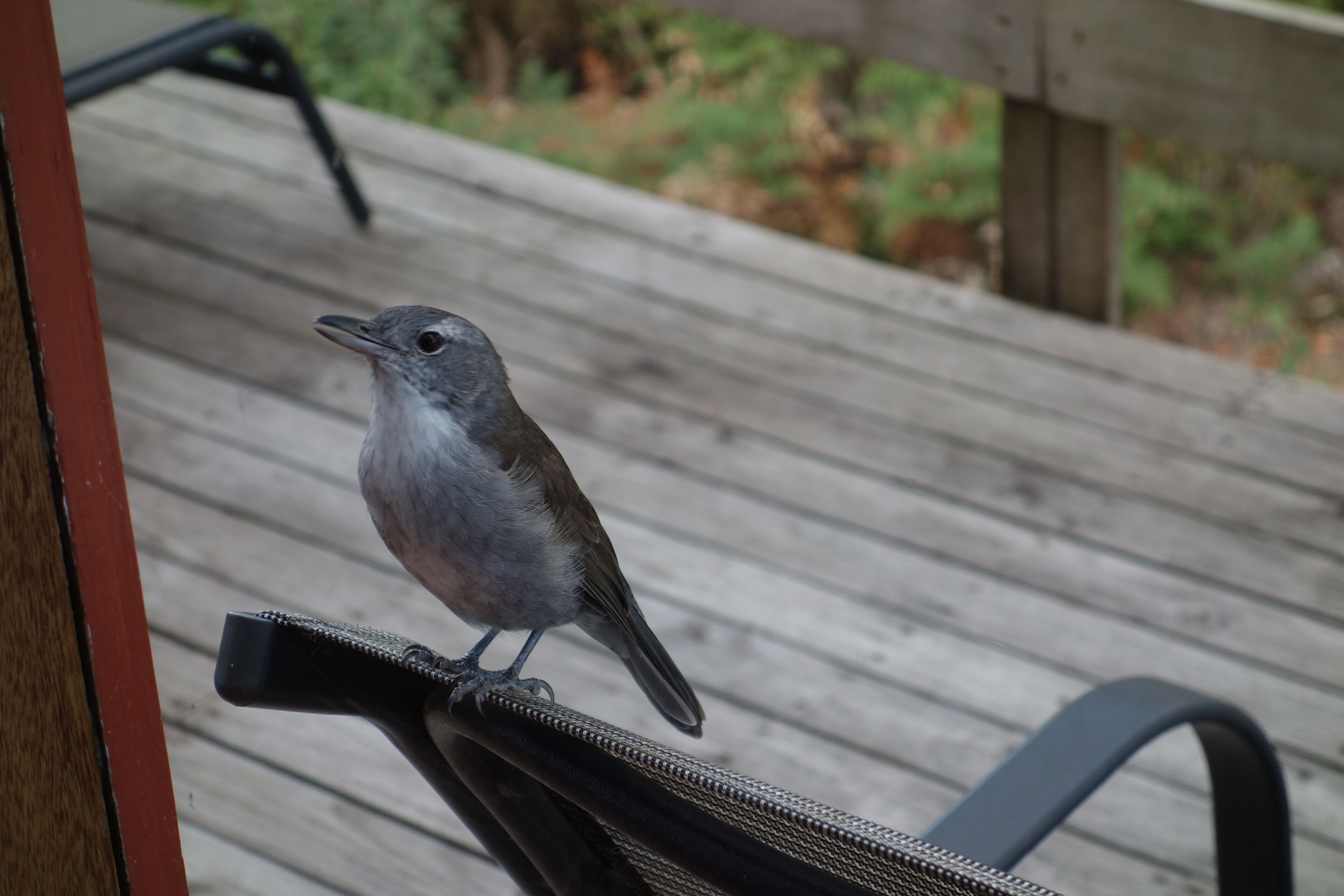 Black Bluff View Retreat - a large comfortable 5 bedroom house on 40 hectares. — image 6