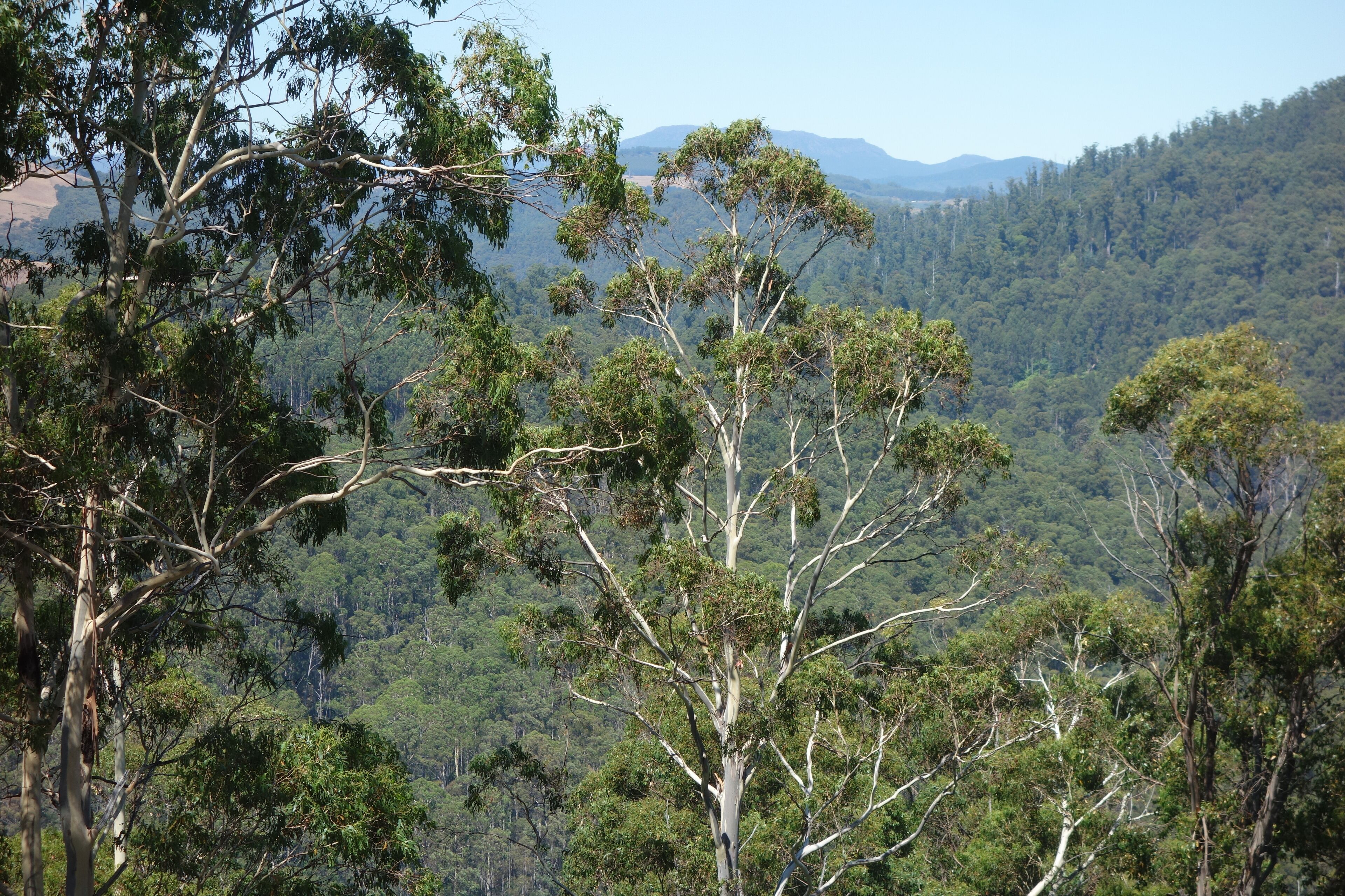 Black Bluff View Retreat - a large comfortable 5 bedroom house on 40 hectares. — image 25