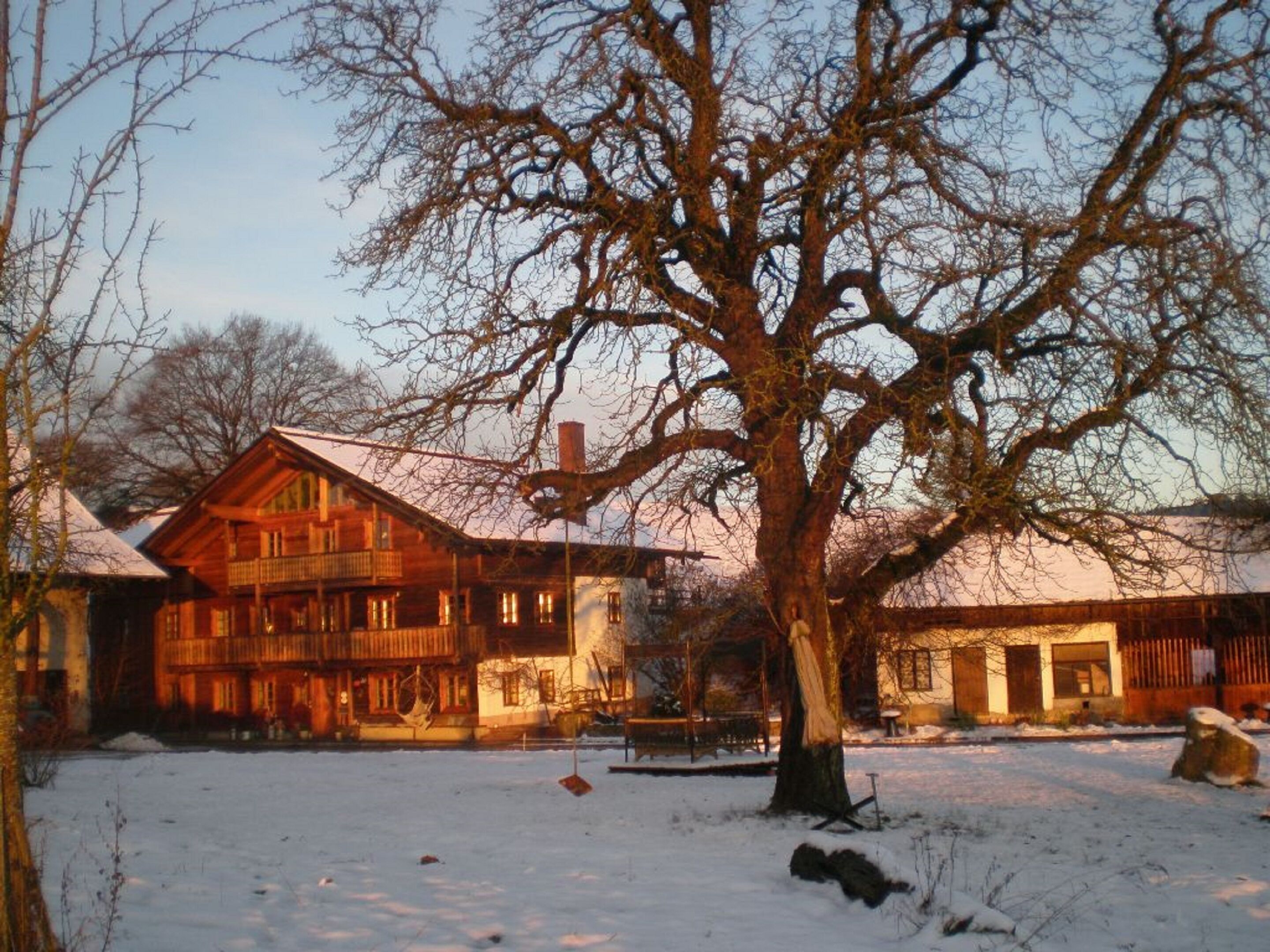 A wooden cabin with a snow-covered yard and a large tree in the foreground.
