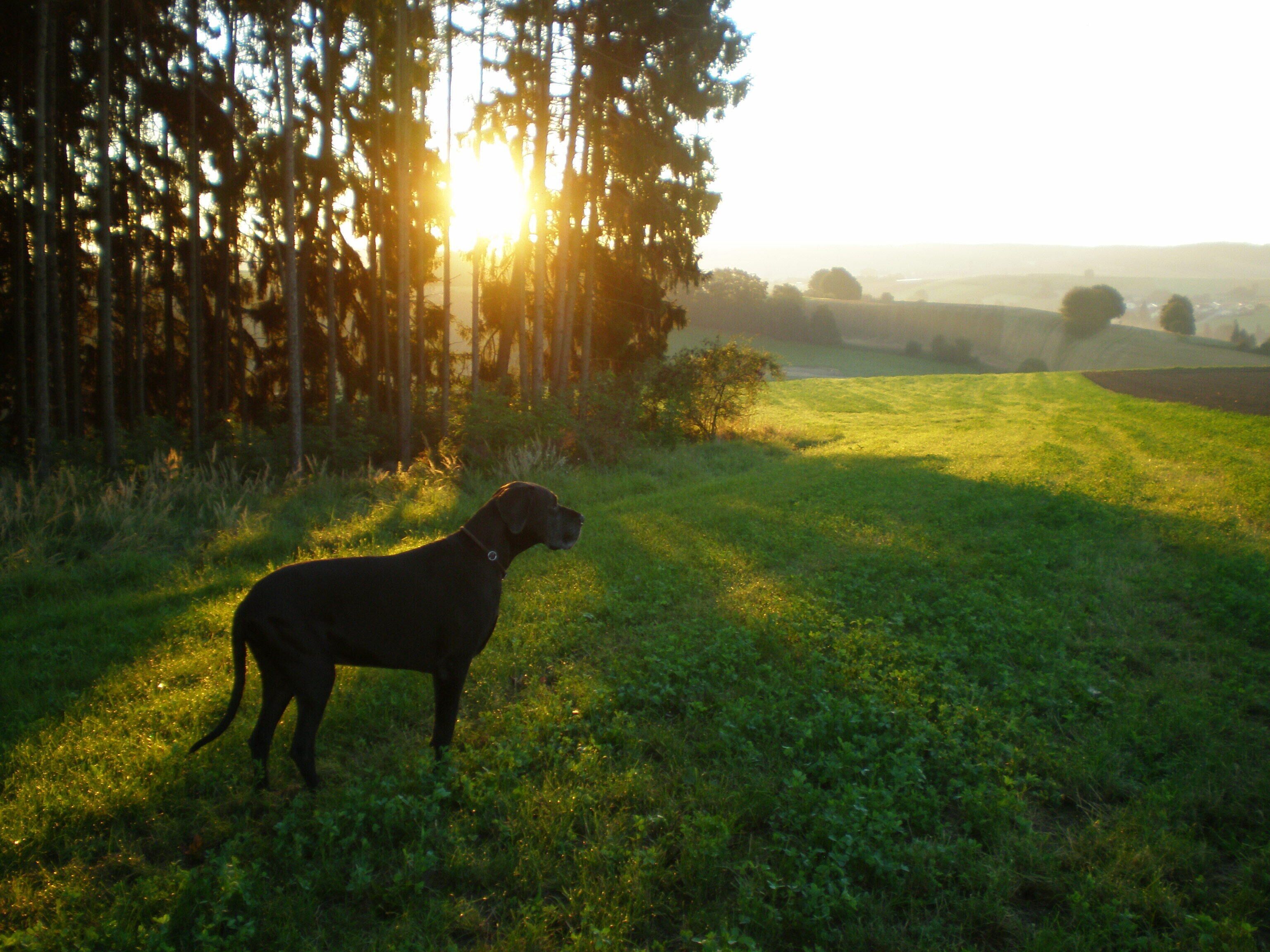 Un chien se tient sur l’herbe, avec des arbres en arrière-plan et le soleil qui brille.