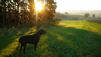 Un chien se tient sur l’herbe, avec des arbres en arrière-plan et le soleil qui brille.