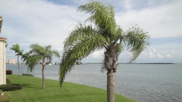 Une propriété située en bord de mer, dotée d’une pelouse bien entretenue et de palmiers.