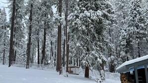 Ein verschneiter Wald mit hohen Bäumen und einer Hütte.