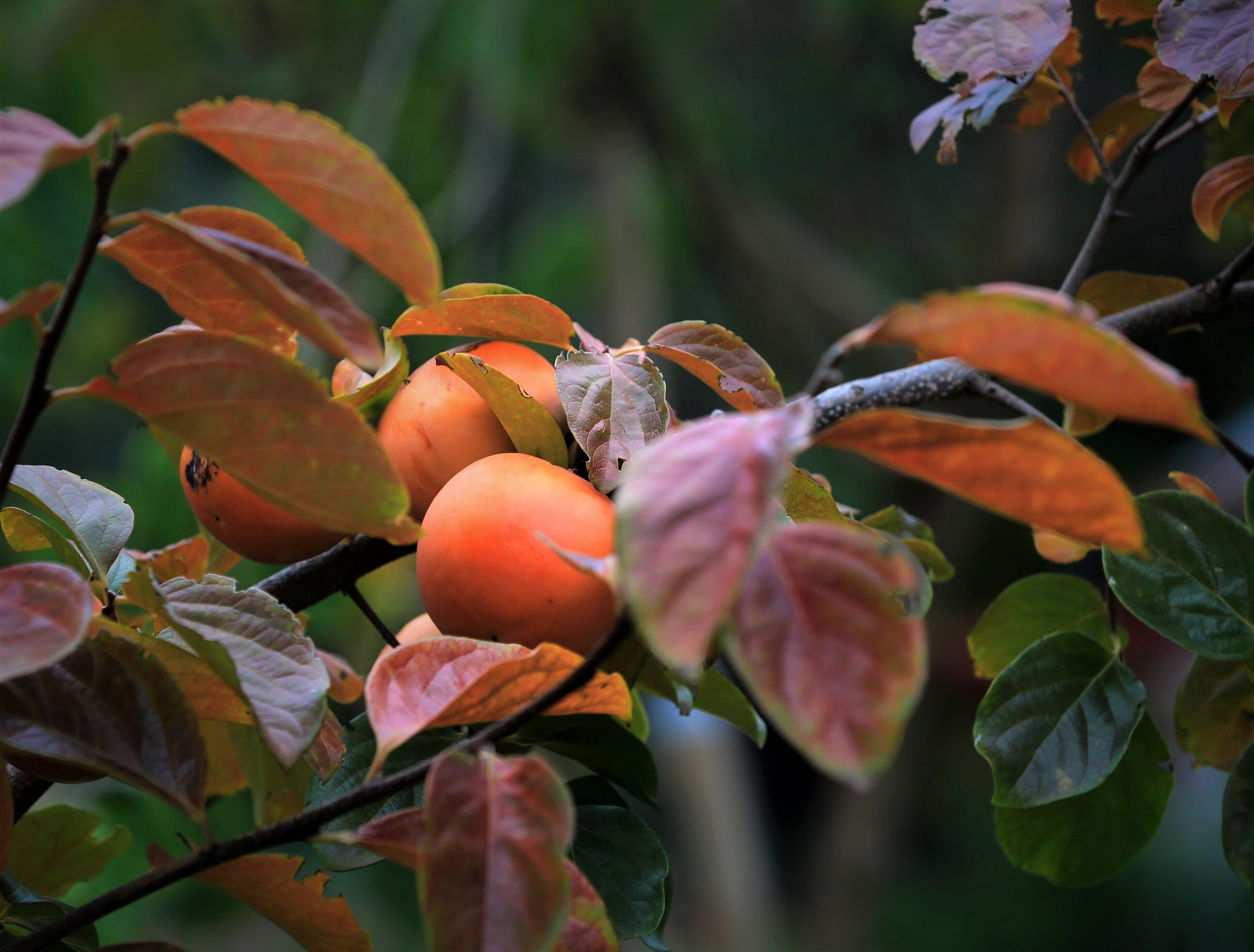 Wild Olive Cottage  Clare Valley — image 26