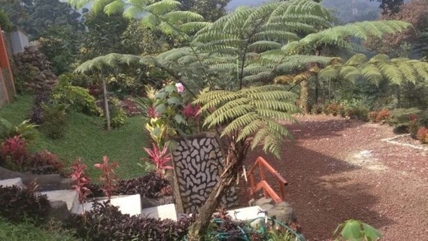 Un jardín con diversas plantas y un sendero.