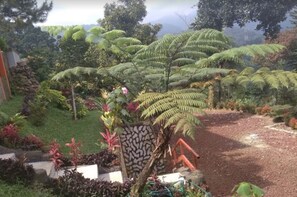 A garden with various plants and a pathway. - Villa Patih (Pamijahan)