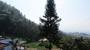 A residential area with a prominent coniferous tree, a paved pathway, and a building with a sloped roof.