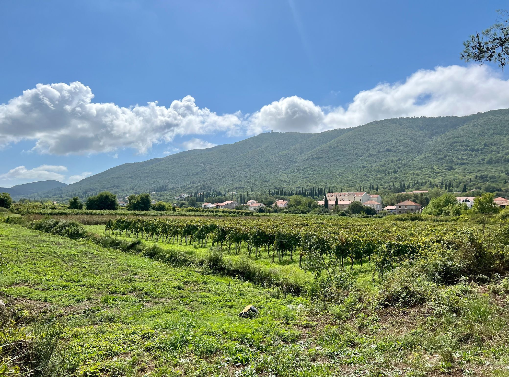 Un vignoble avec des rangées de vignes et quelques bâtiments en arrière-plan.