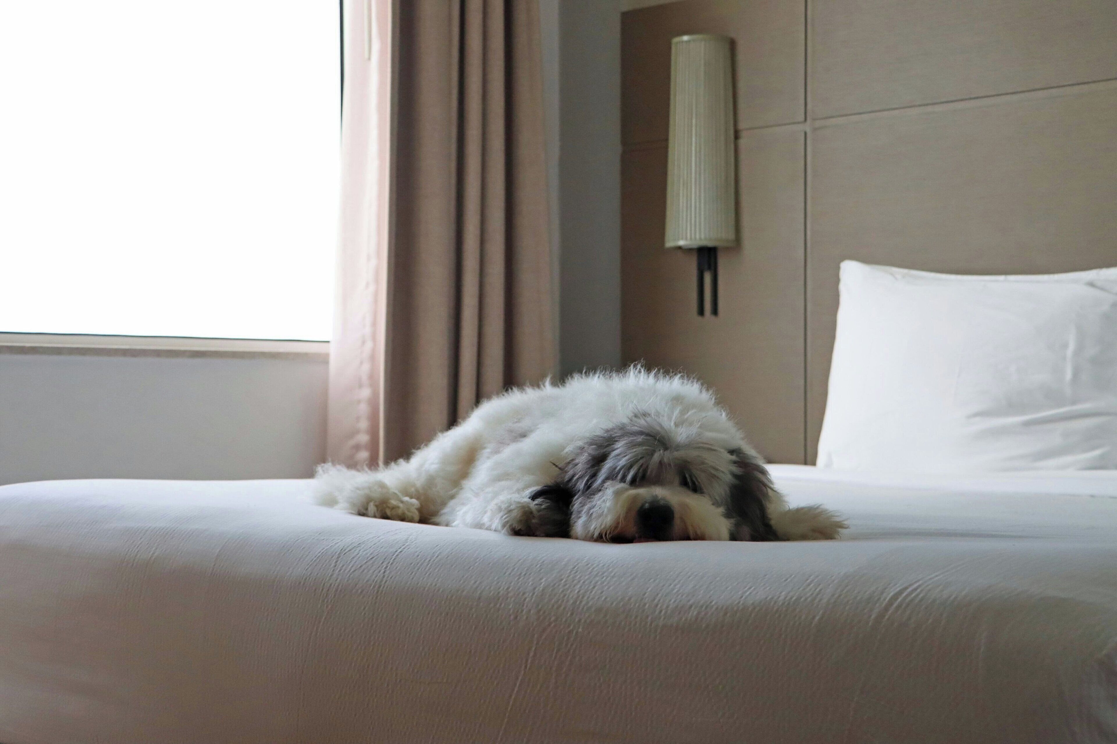 Een bed met een slapende hond, een wandlamp en een raam met gordijnen.